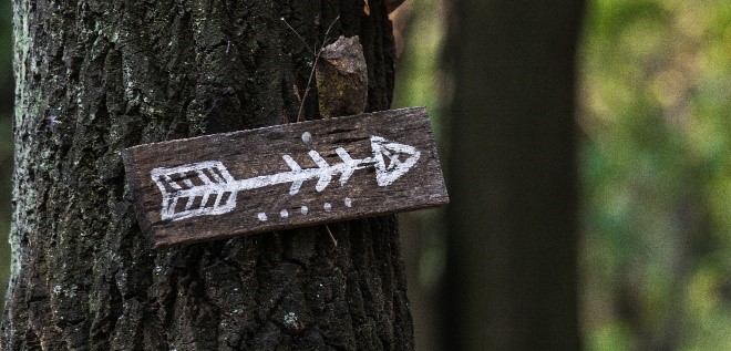 sign with arrow on tree